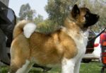 Akita
