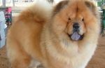 Chow-chow