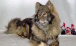 Eurasier