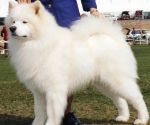 Samojed